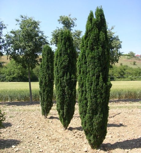 Oszlopos tiszafa - Taxus baccata ‘Dárda’
