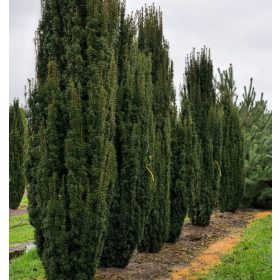 Tiszafa - Taxus baccata 