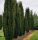 Tiszafa - Taxus baccata 