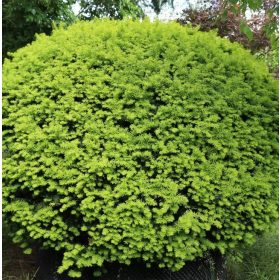 Tiszafa - Taxus baccata ‘Elegantissima’ 