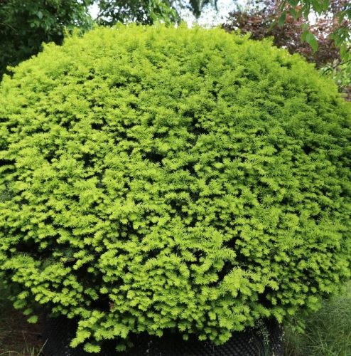 Tiszafa - Taxus baccata ‘Elegantissima’ 