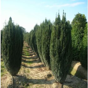 Tiszafa - Taxus baccata ‘Fastigiata‘