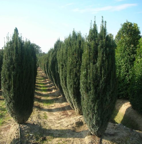 Tiszafa - Taxus baccata ‘Fastigiata‘