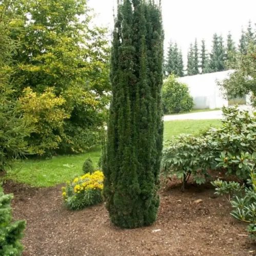 Oszlopos tiszafa - Taxus baccata ‘Lakatos'