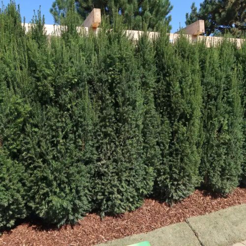 Oszlopos tiszafa - Taxus baccata ‘Overeynderii' 