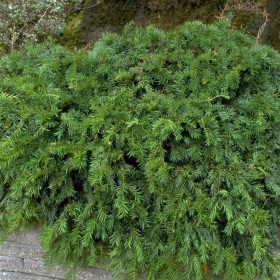 Tiszafa - Taxus baccata ‘Repandens'
