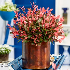   Törpe korallberkenye 'Little Fenna’ fajta - Photinia x fraserii 'Little Fenna'