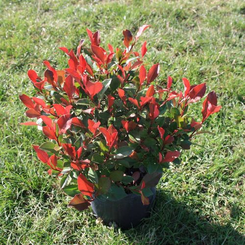 Törpe korallberkenye 'Little Fenna’ fajta - Photinia x fraserii 'Little Fenna'