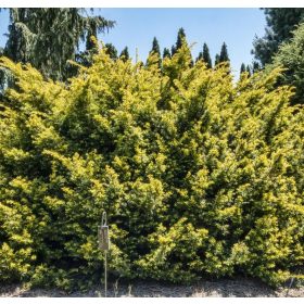   Sárga terülő tiszafa - Taxus baccata 'Repandens Aurea'