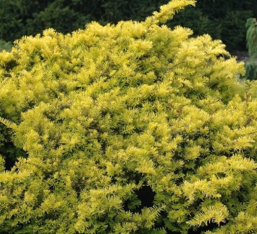 Sárga terülő tiszafa - Taxus baccata 'Repandens Aurea'