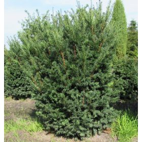 Tiszafa - Taxus baccata 'Schwarzgrün'