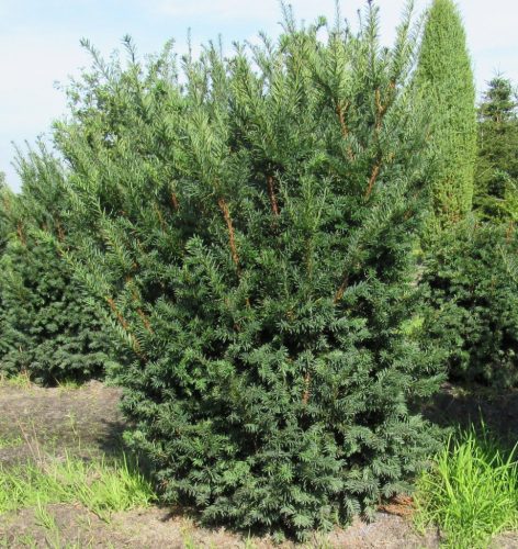 Tiszafa - Taxus baccata 'Schwarzgrün'