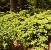 Arany terülő tiszafa - Taxus baccata 'Summergold'