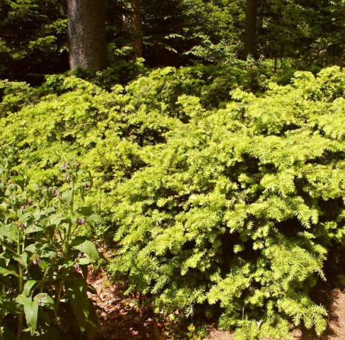Arany terülő tiszafa - Taxus baccata 'Summergold'