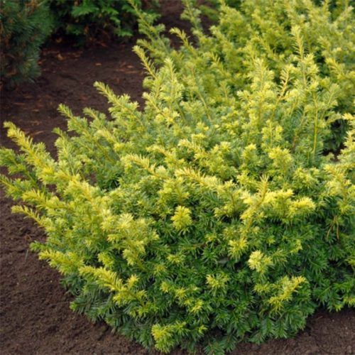 Arany terülő tiszafa - Taxus baccata 'Summergold'