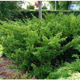 Tiszafa - Taxus baccata 'Zöld'