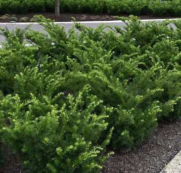 Oszlopos tiszafa - Taxus x media 'Densiformis'