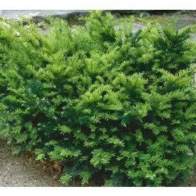 Tiszafa - Taxus x media ‘Farmen’