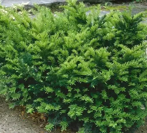 Tiszafa - Taxus x media ‘Farmen’