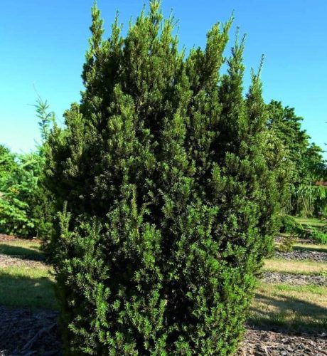 Oszlopos Tiszafa - Taxus x media ‘Hillii’