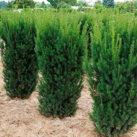 Tiszafa - Taxus x media ‘Kazio’