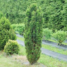 Tiszafa - Taxus x media 'Rapid'