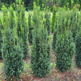 Oszlopos tiszafa - Taxus x media ‘Rising Star’
