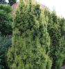 Oszlopos tiszafa - Taxus x media 'Stefania'