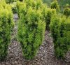 Oszlopos tiszafa - Taxus x media 'Stefania'