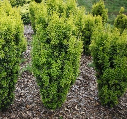 Oszlopos tiszafa - Taxus x media 'Stefania'