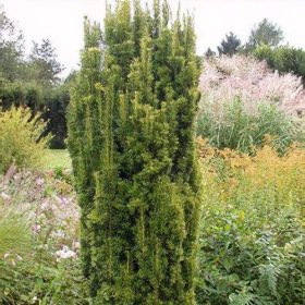 Oszlopos tiszafa - Taxus x media ‘Stricta Viridis’