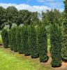 Oszlopos tiszafa - Taxus x media ‘Stricta Viridis’