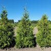 Nyugati tuja - Thuja occidentalis Brabant