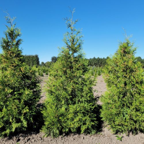 Nyugati tuja - Thuja occidentalis Brabant