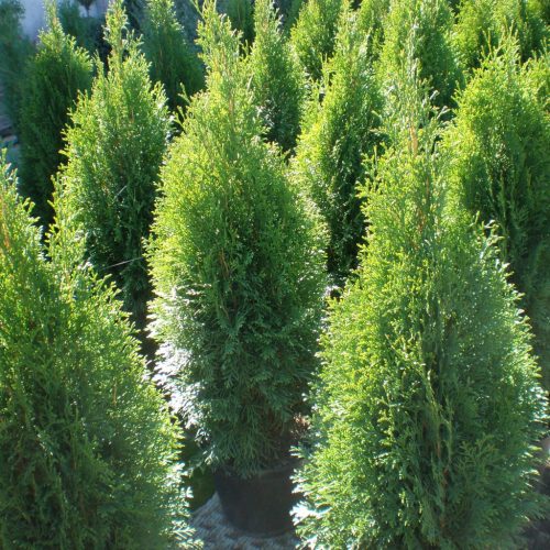 Törpe oszlop tuja - Thuja occidentalis ’Barabits Compact’ 