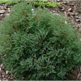 Nyugati tuja - Thuja occidentalis 'Ericoides'