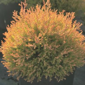Nyugati tuja - Thuja occidentalis 'Fire Chief'