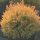Nyugati tuja - Thuja occidentalis 'Fire Chief'