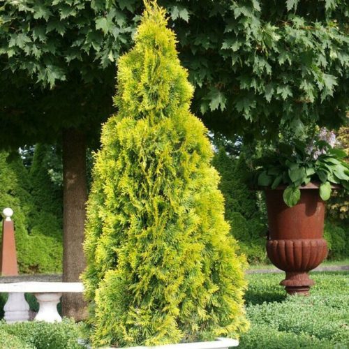 Nyugati tuja - Thuja occidentalis 'Golden Anne'