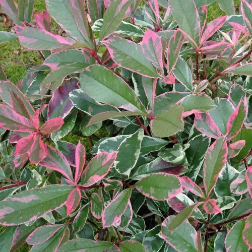 Korallberkenye 'Louise’ fajta - Photinia x fraserii 'Louise'