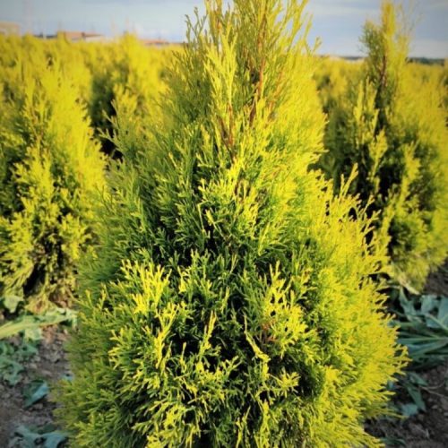 Nyugati tuja – Thuja occidentalis 'Golden Brabant'