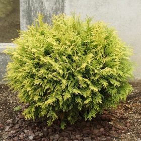 Nyugati tuja - Thuja occidentalis ‘Golden Globe’