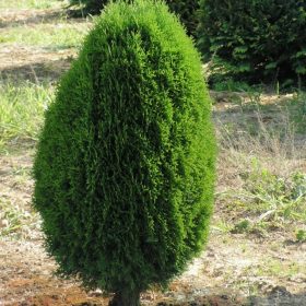 Nyugati tuja - Thuja occidentalis 'Green Egg' 