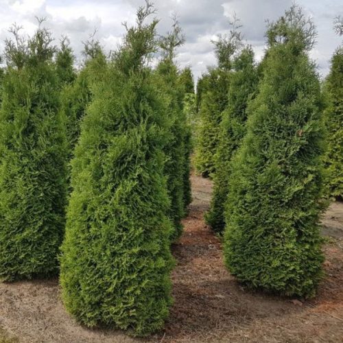 Nyugati oszlopos tuja - Thuja occidentalis ’Holmstrup’