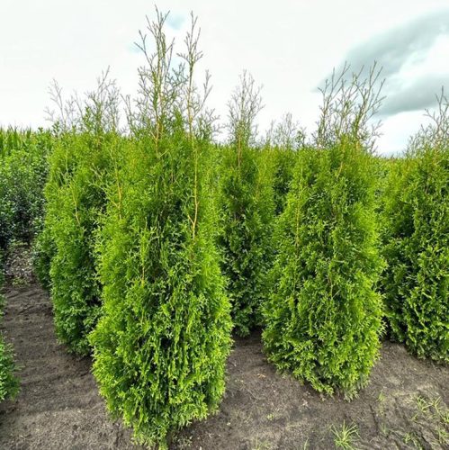 Nyugati  tuja – Thuja occidentalis 'King of Brabant'