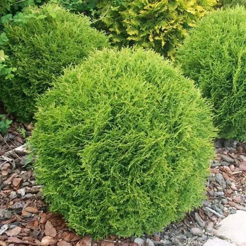 Törpe gömb tuja - Thuja occidentalis 'Kobold'