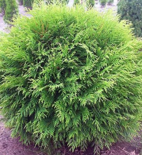 Törpe gömb tuja - Thuja occidentalis ‘Little Champion’