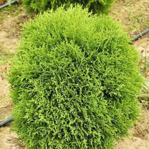 Törpe gömb tuja - Thuja occidentalis ‘Little Gem’