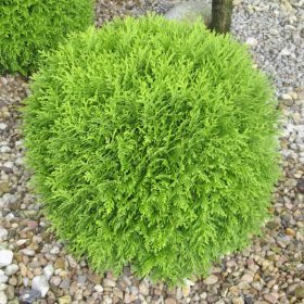 Törpe gömb tuja - Thuja occidentalis ’Lukas Tallér’