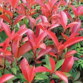 Korallberkenye - Photinia x fraserii 'Red Robin'